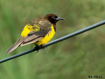 CANARIO DE LA SIERRA (Pseudoleistes guirahuro) - Sierra de Carapé - MALDONADO (Febrero 2014)